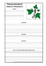 Pflanzensteckbrief-schw-Johannisbeere.pdf